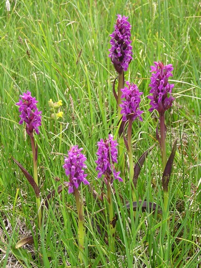 Dactylorhiza...